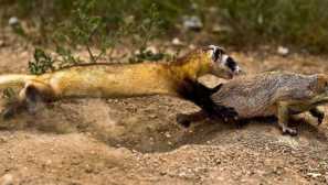 Než krmení fretek doma